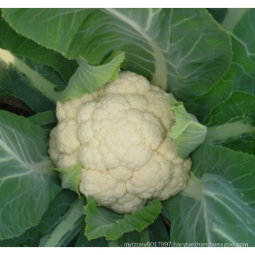 HCF12 TI early maturity f1 hybrid white cauliflower seeds for planting